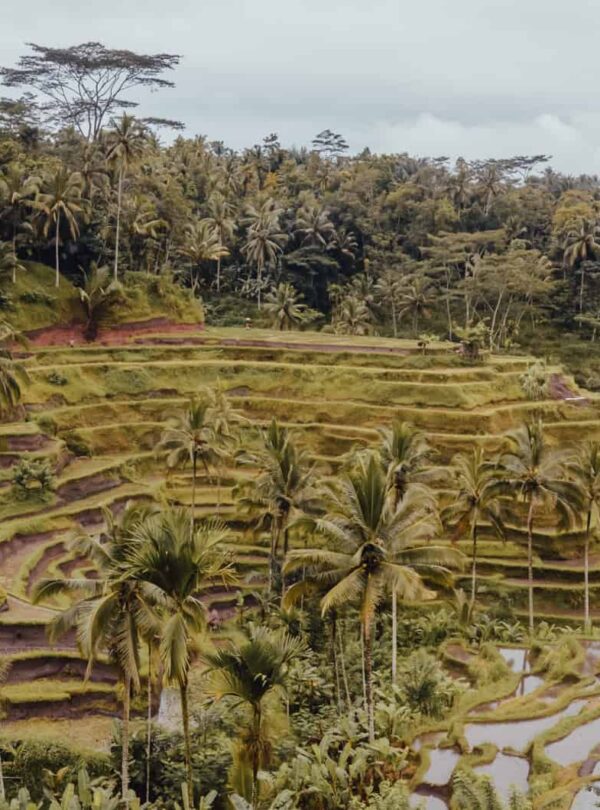 Best time to visit Bali